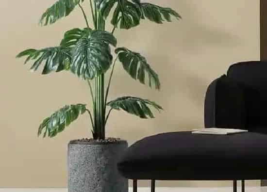 植物修剪|龟背竹徒长了怎么办