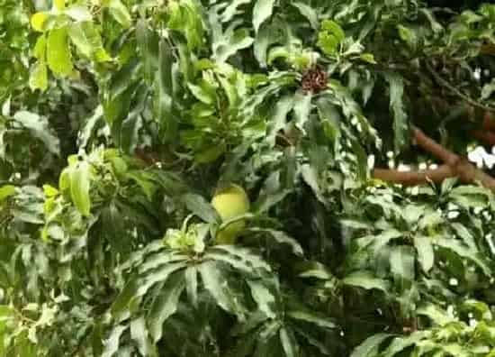 果实成熟|芒果几月份成熟采摘