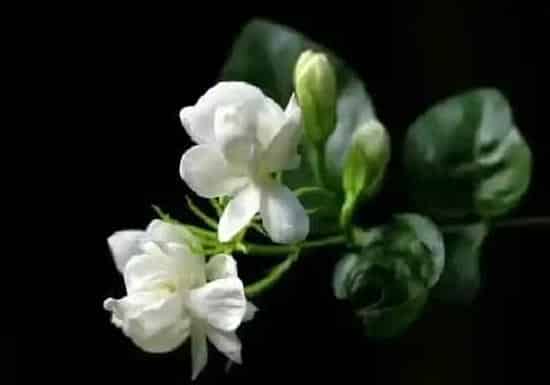 阳台摆放|茉莉花放阳台好吗