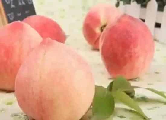 果实成熟|水蜜桃什么时候成熟