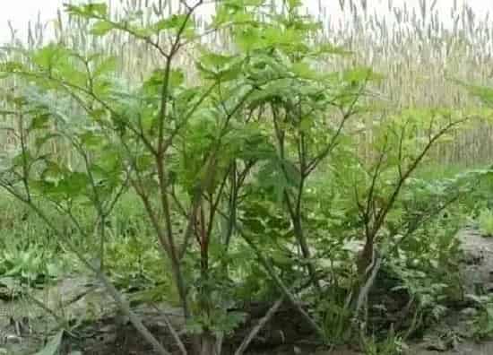 习性特点|中药黄芪长什么样子