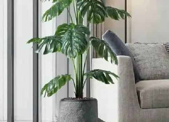 植物浇水|龟背竹可以用啤酒浇吗