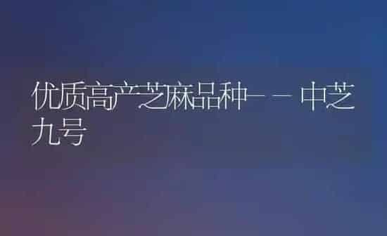 优质高产芝麻品种--中芝九号 | 粮油作物种植