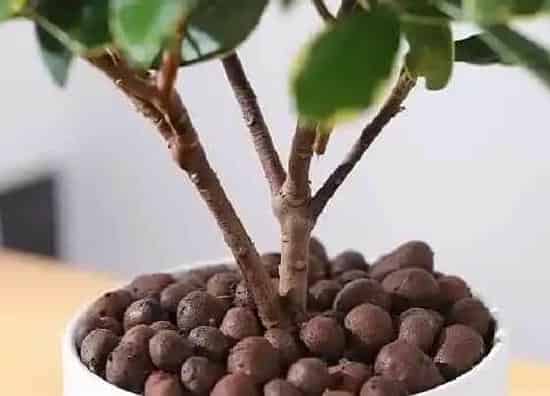 种植长叶|金边瑞香不长叶子怎么办