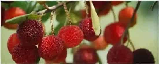 杨梅树怎么修剪 | 种植技术