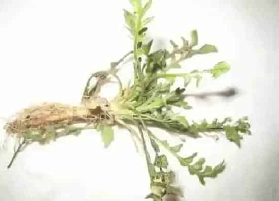 根部|荠菜的根是什么样子的