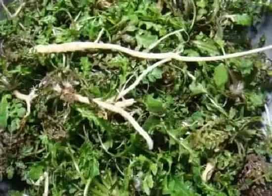 根部|荠菜的根是什么样子的