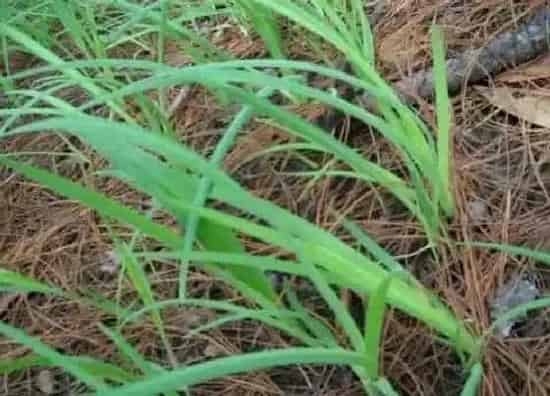 植物百科|和韭菜长得很像的那个叫什么菜（长得像韭菜的植物图片）