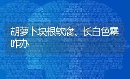 胡萝卜块根软腐、长白色霉咋办 | 蔬菜种植