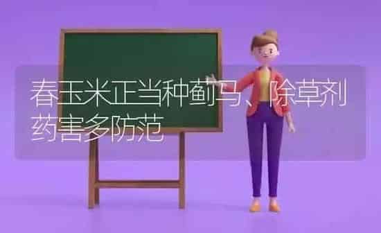 春玉米正当种蓟马、除草剂药害多防范 | 粮油作物种植