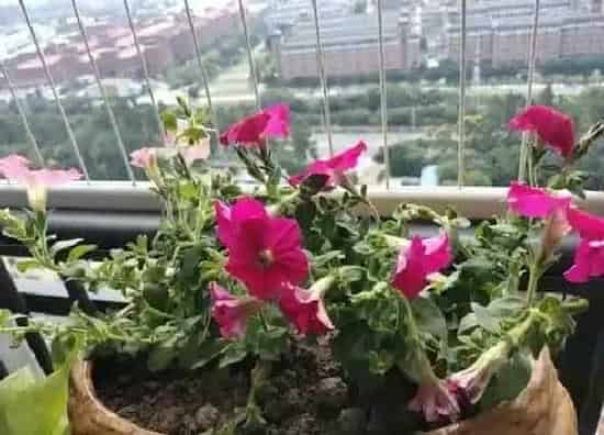 种植方法|矮牵牛怎么种植 栽种时间和方法