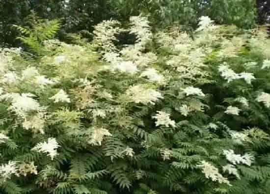 植物修剪|珍珠梅怎么修剪方法
