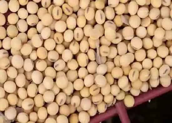 植物价格|2022元旦大豆价格预测（元旦以后大豆价格走势分析）