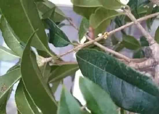植物修剪|日香桂什么时候剪枝合适