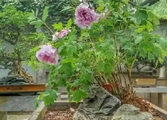 养殖方法|盆栽牡丹花的养殖方法和注意事项有哪些