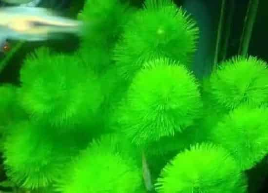 植物播种|水草种子怎么种植