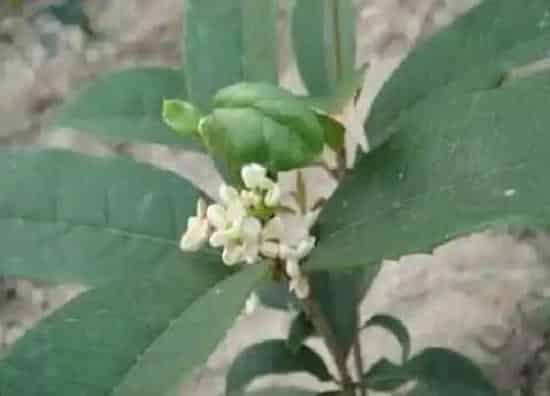 植物修剪|日香桂什么时候剪枝合适