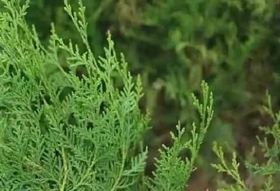 果实科普|侧柏几月开花结果 什么时候开花结果