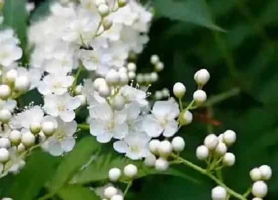 植物修剪|珍珠梅怎么修剪方法