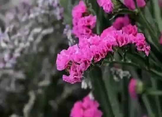 养殖方法|补血草可以水养吗