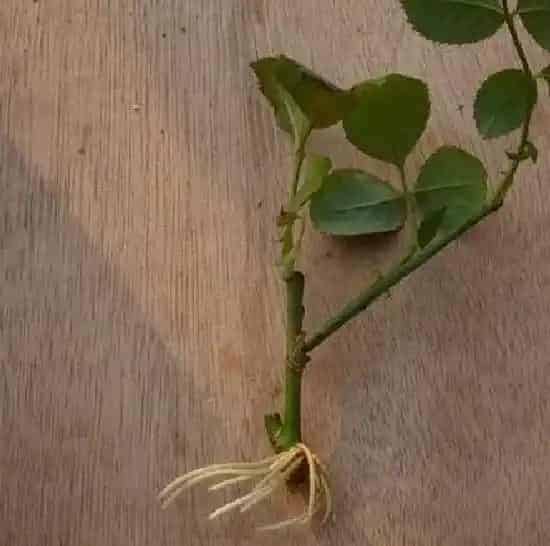 植物扦插|月季扦插怎样才算成活（怎样判断扦插月季生根成活了）