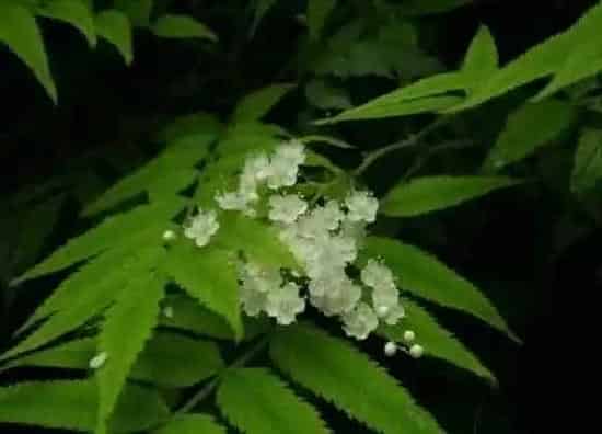 植物修剪|珍珠梅怎么修剪方法