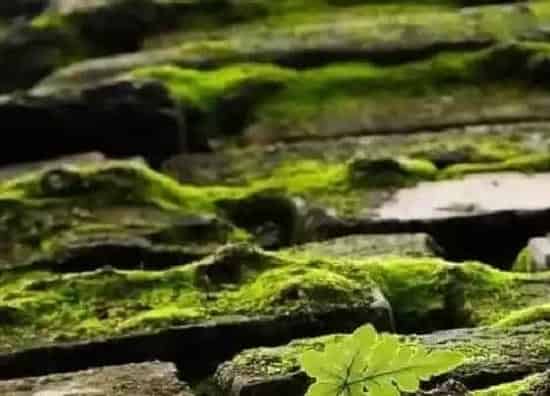 种植土壤|苔藓可以种兰花吗