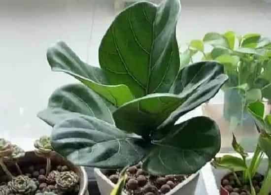 植物施肥|琴叶榕喜肥吗 喜欢施什么肥料