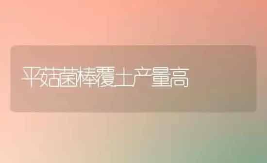 平菇菌棒覆土产量高 | 食用菌种植