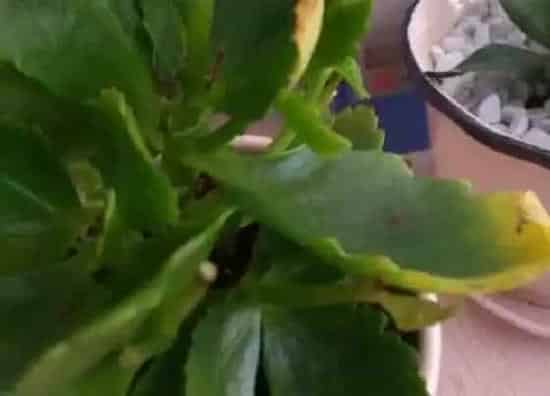 叶子发黄|长寿花叶片发黄原因和处理方法