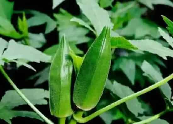 种植管理|秋葵几月份种植最好 什么时候种植最合适