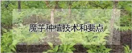 魔芋种植技术和要点 | 自然知识