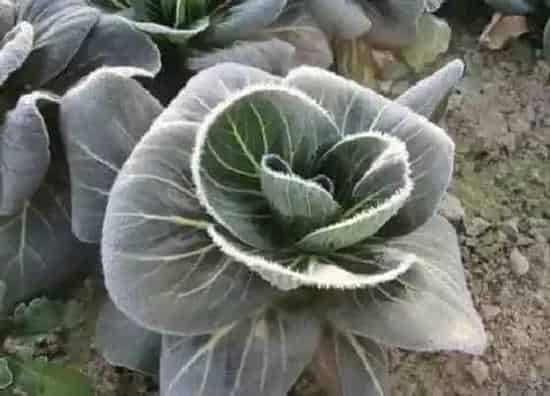 种植管理|蔬菜防冻剂真的防冻吗，防冻液的成分、效果、有效期）