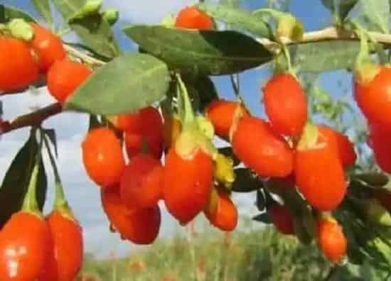 果实成熟|枸杞采摘时间和收获季节