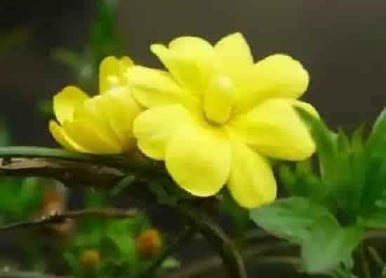 植物发芽|迎春花不发芽怎么办