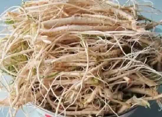 根部|荠菜的根是什么样子的