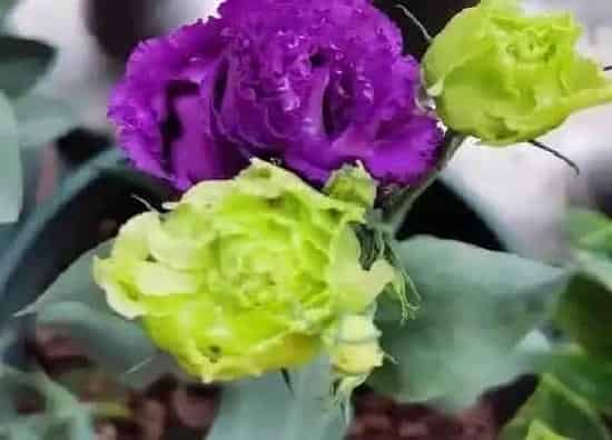 植物百科|洋桔梗花好养吗 盆栽桔梗花怎么养使得花期长