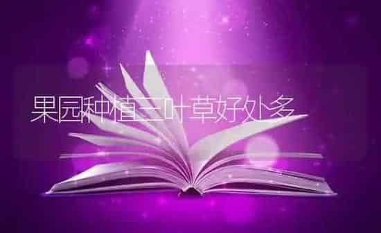 果园种植三叶草好处多 | 瓜果种植