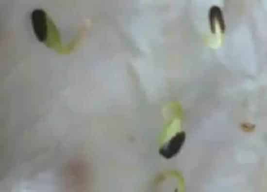 植物播种|南瓜种子怎么种植
