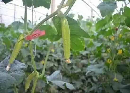 种植管理|黄瓜的生长周期是多长时间