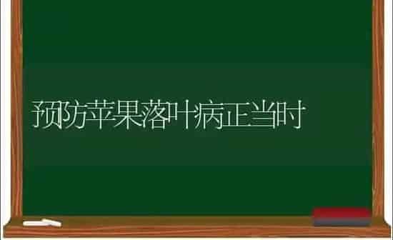 预防苹果落叶病正当时 | 瓜果种植