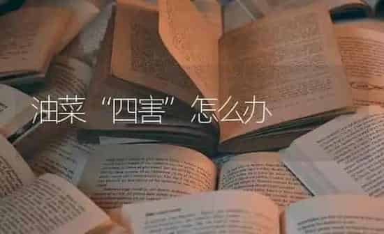 油菜“四害”怎么办 | 粮油作物种植