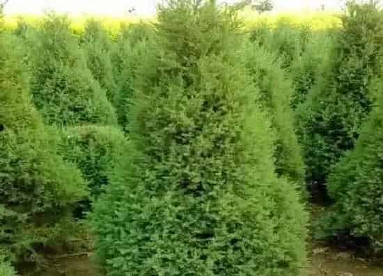 种植位置|松柏可以种在院子里吗