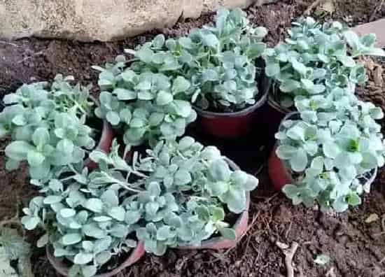 植物繁殖|八宝景天怎么繁殖 扦插法、分株法和播种法