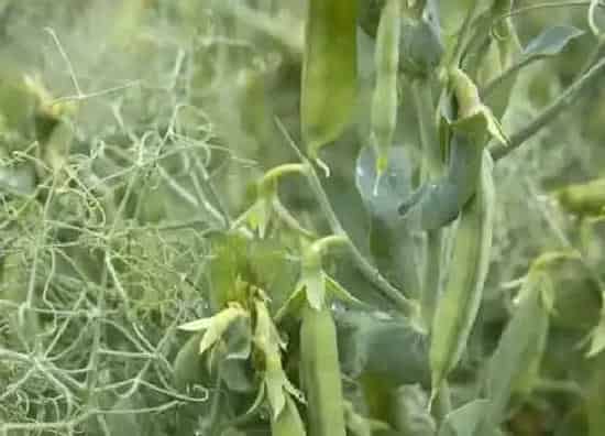植物产地|豌豆哪里产的最好