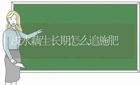 浅水藕生长期怎么追施肥 | 种植肥料施肥