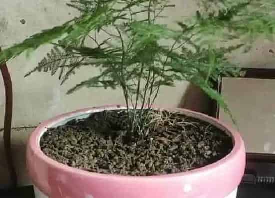 叶子发黄|文竹黄叶怎么处理