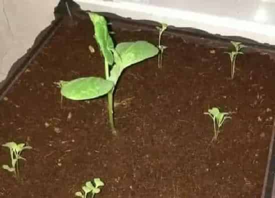 植物播种|南瓜种子怎么种植