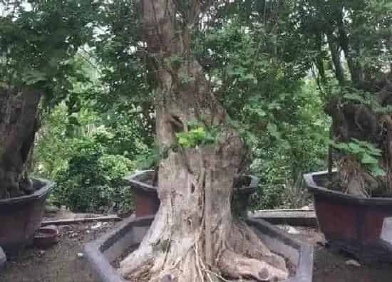 盆景|紫薇老桩养殖方法和养护事项