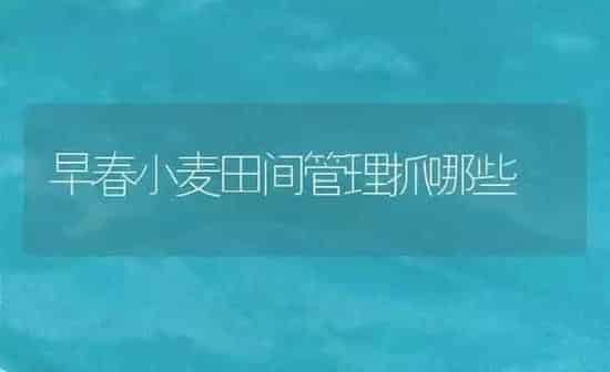早春小麦田间管理抓哪些 | 粮油作物种植